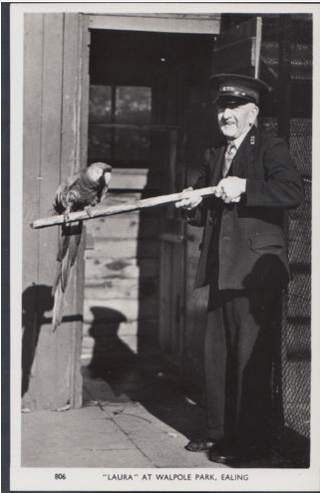 Black and white vintage postcard photo of "Laura" parrot and bird keeper at Walpole Park, Ealing, published by Charles Skilton Ltd c. 1950s