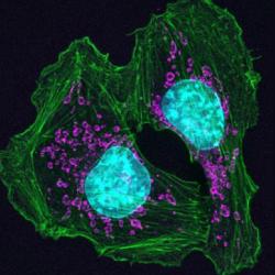 image of cell