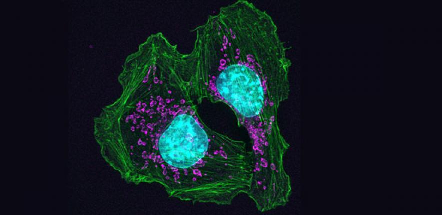 image of cell